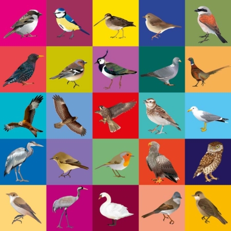 Fugle postkort